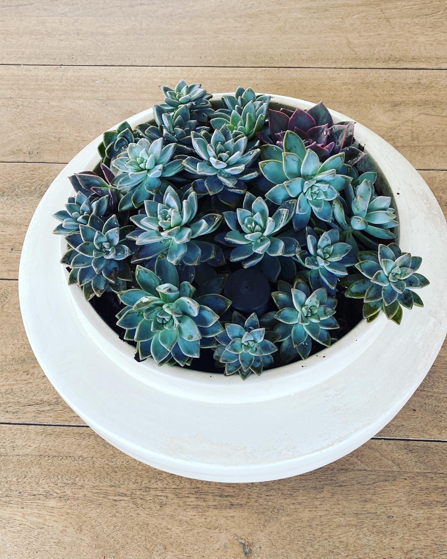 Barcelona Ceramic Planter